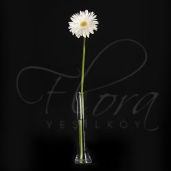 BEYAZ GERBERA