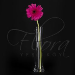 GERBERA PEMBE