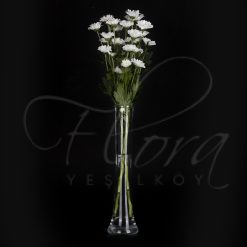 İTHAL BEYAZ PAPATYA