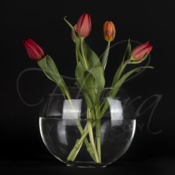 KIRMIZI İTHAL LALE