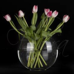 PEMBE - KATMERLİ İTHAL LALE