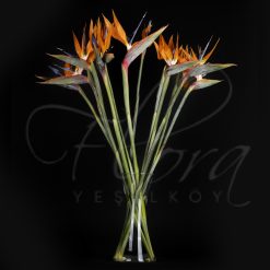 STARLİÇE - CENNET KUŞU - SARAY ÇİÇEĞİ